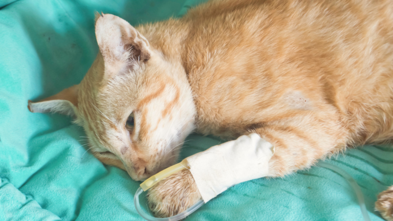 Urgencias - Hospitalización